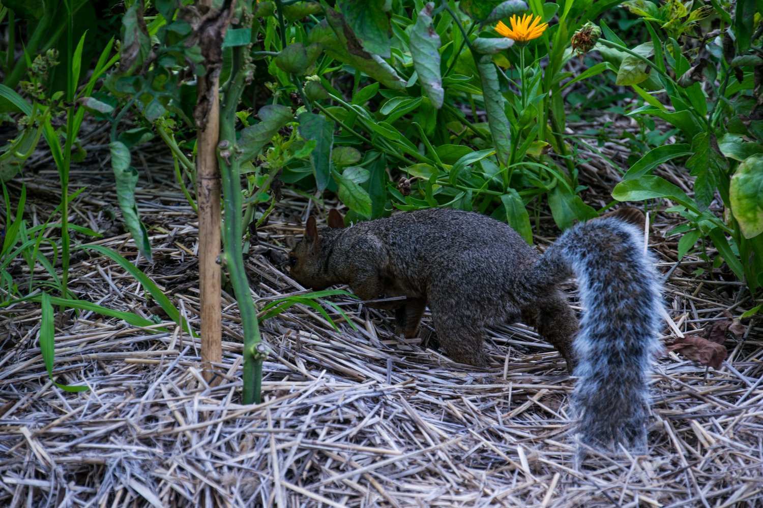 DSC_0188